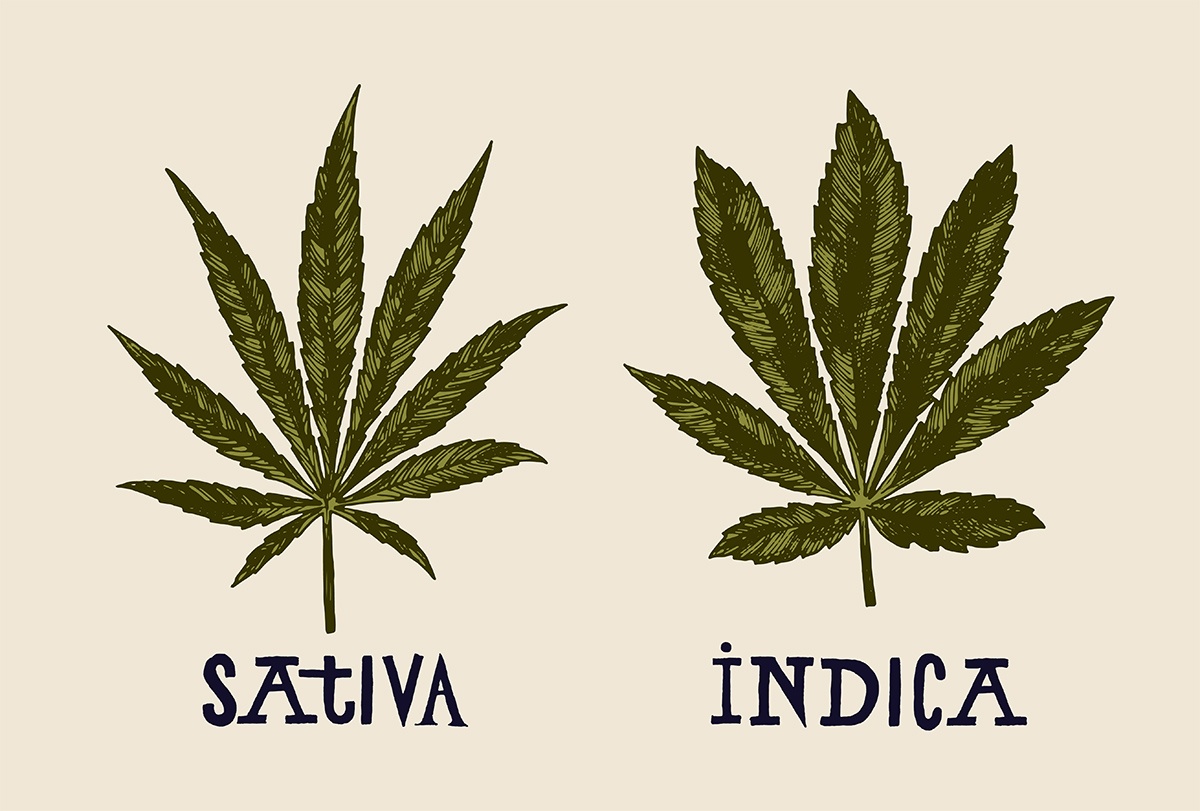 cannabis indica vs sativa
